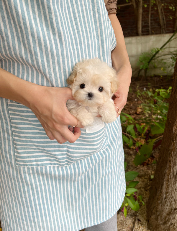 Maltipoo F -Shu