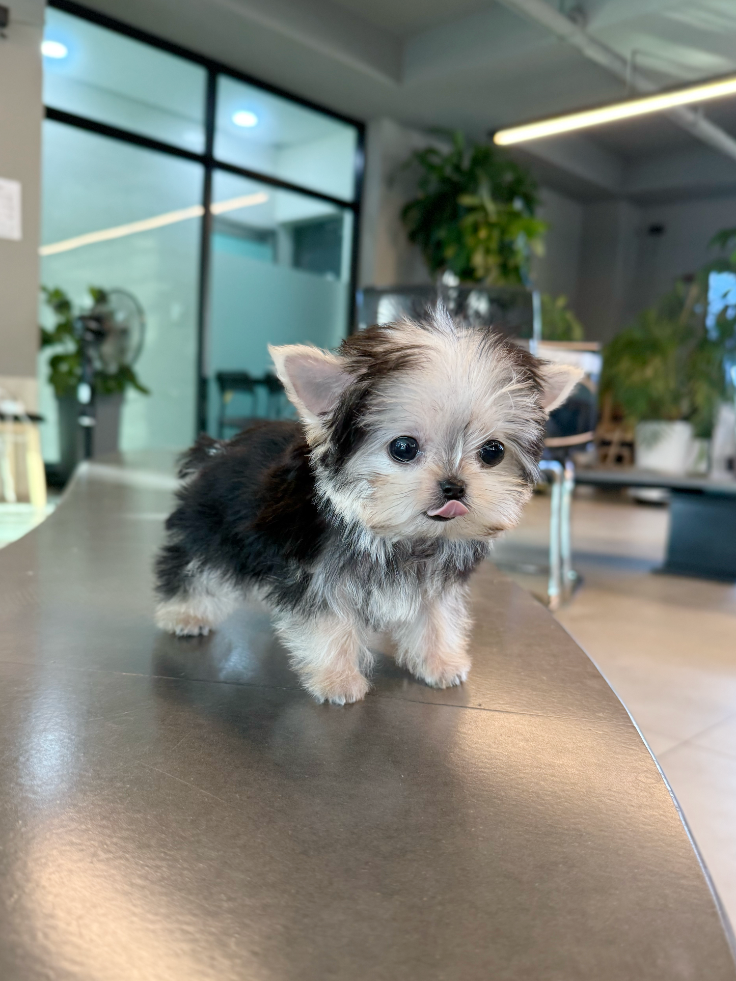 Yorkie-Shio