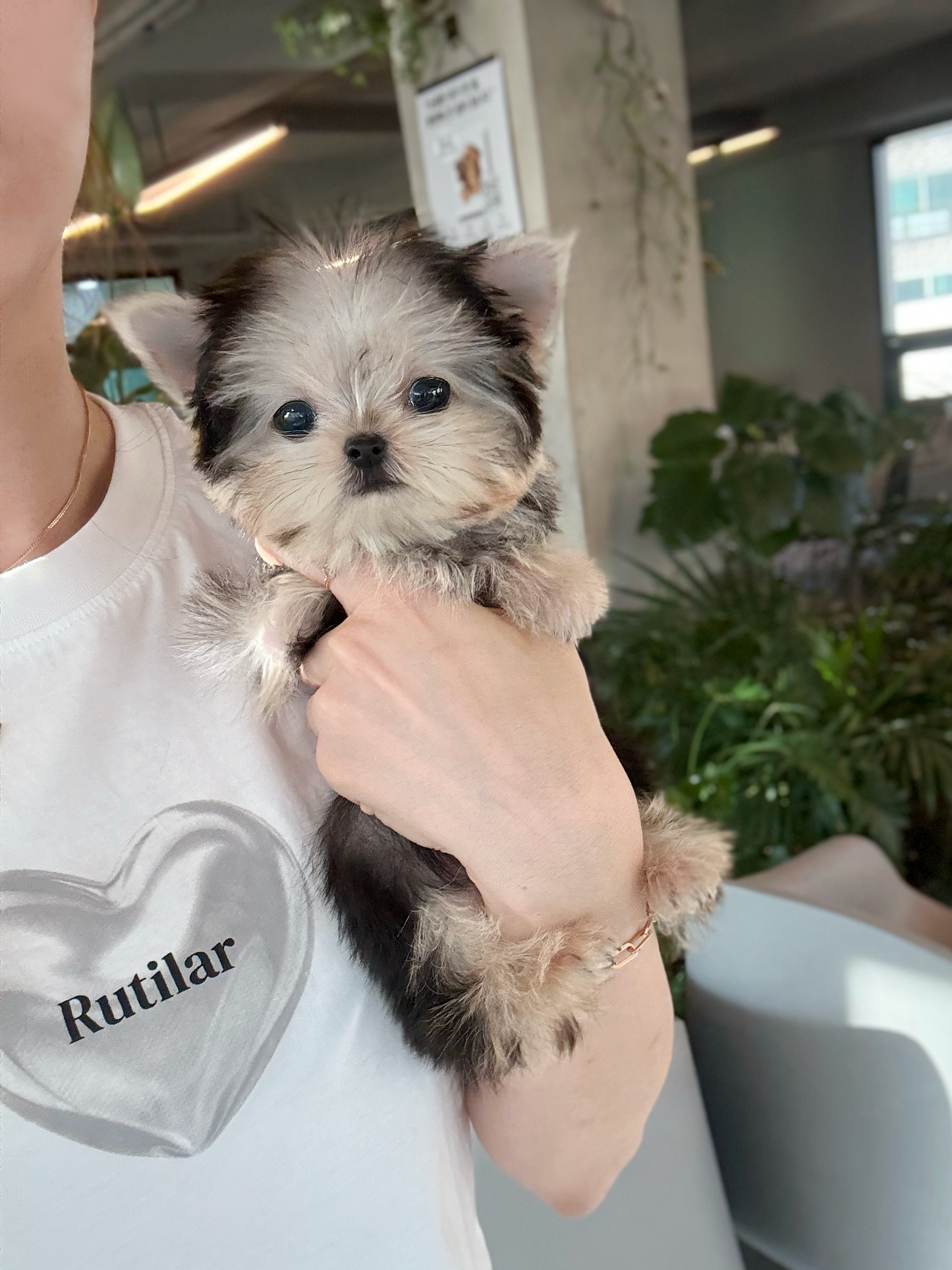 Yorkie-Shio