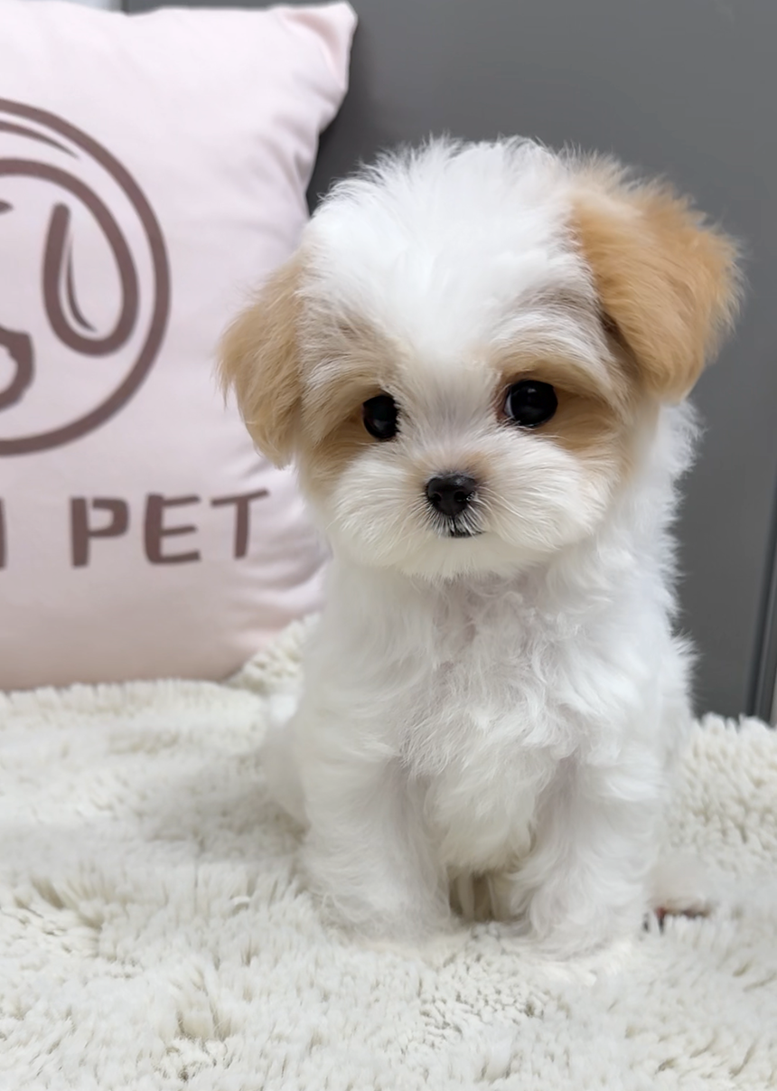 Maltipoo-Zen