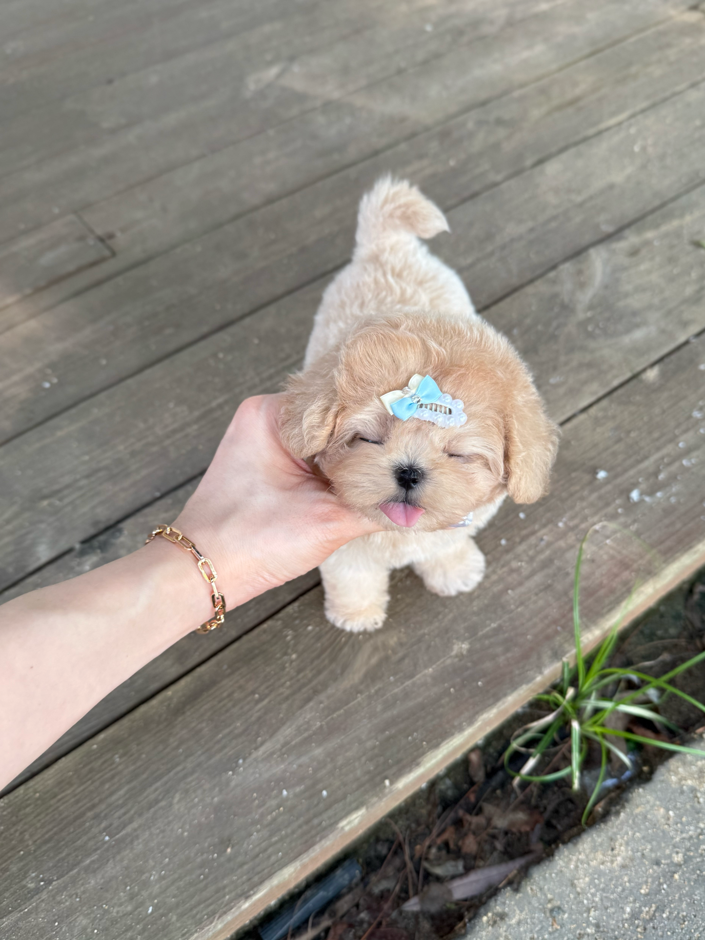 Maltipoo-Toast