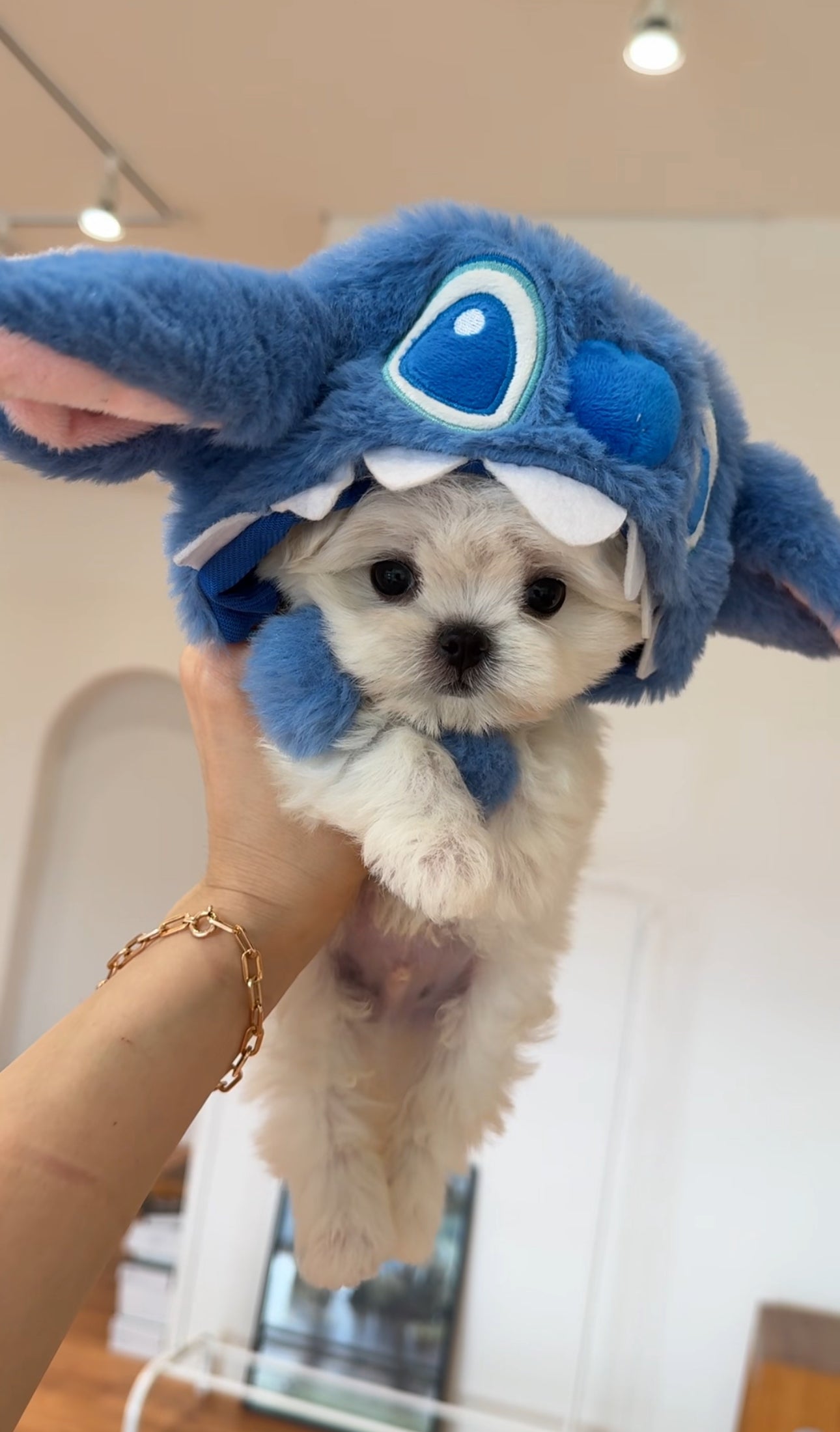 Maltese-ccomo