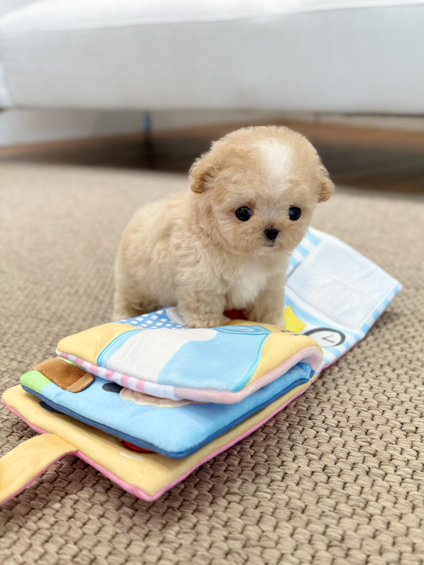 Maltipoo-Jully