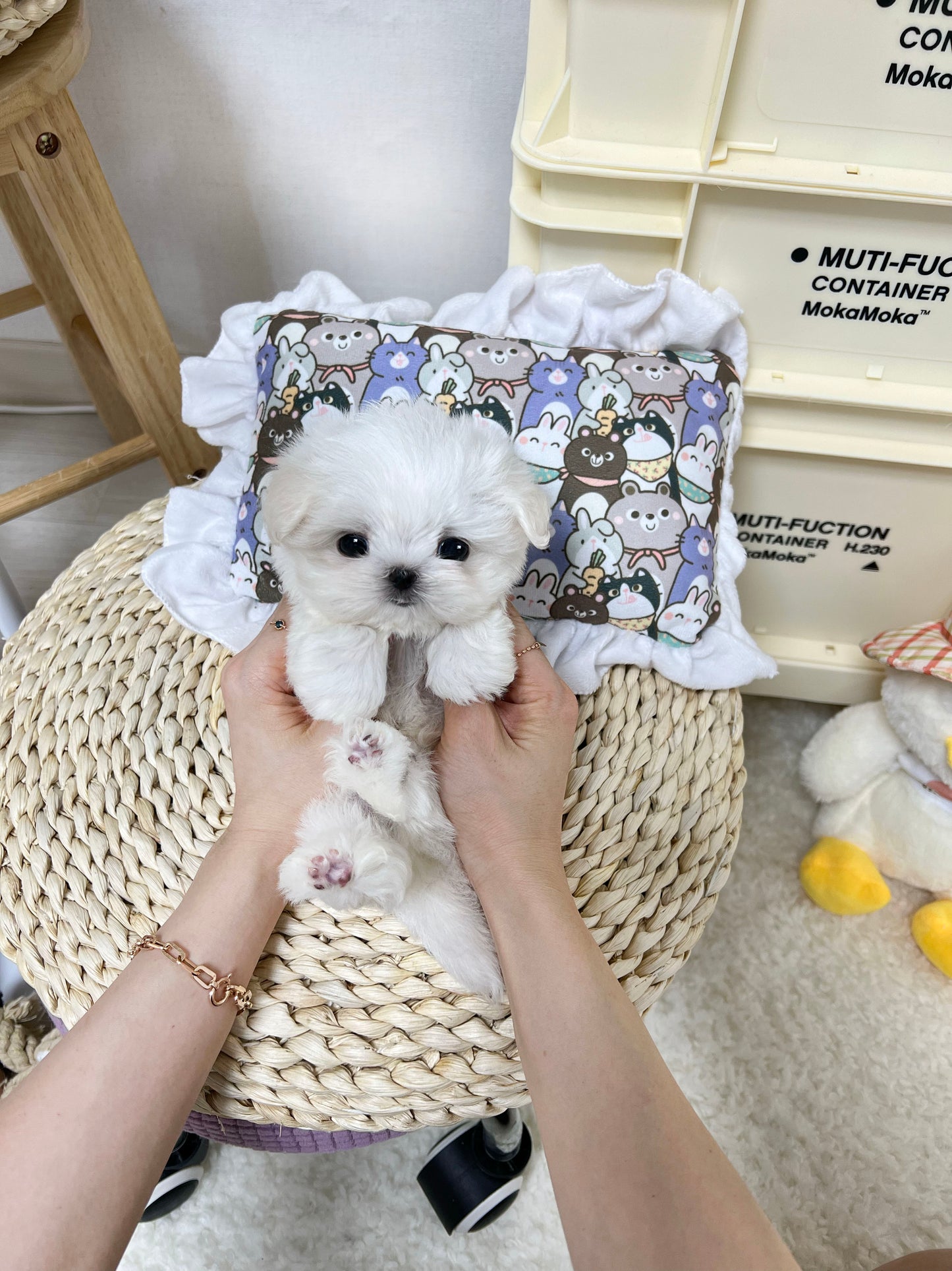 Maltese-Mason