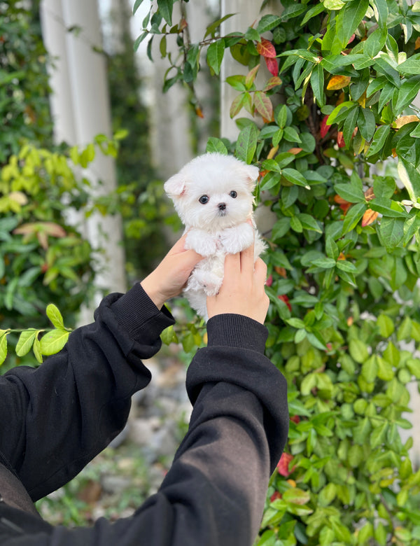 Maltese M- hoho