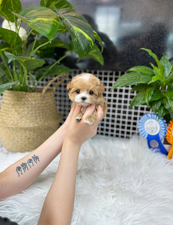 Maltepoo-Lita