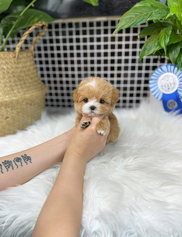 Maltepoo-Lita