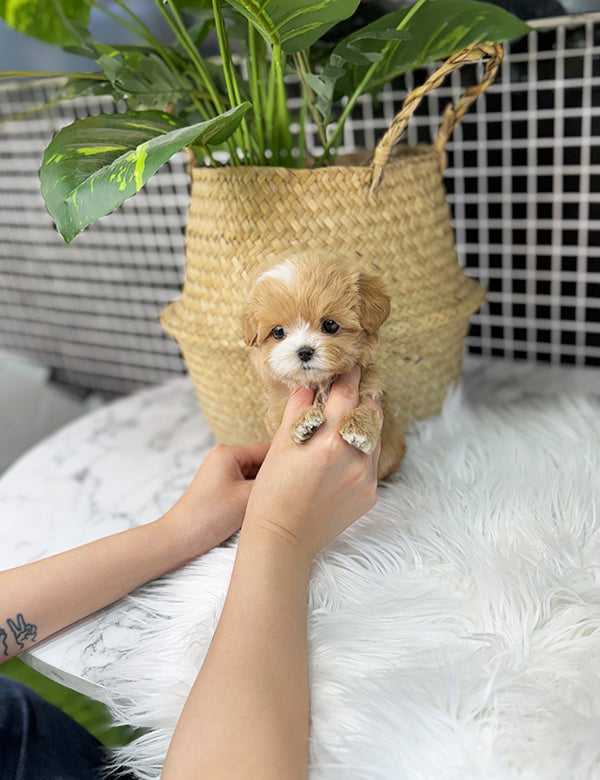 Maltepoo-Lita
