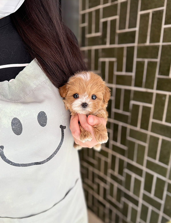 Maltepoo-Lita
