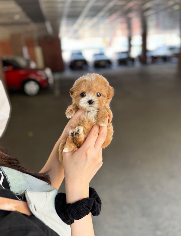 Maltepoo-Lita