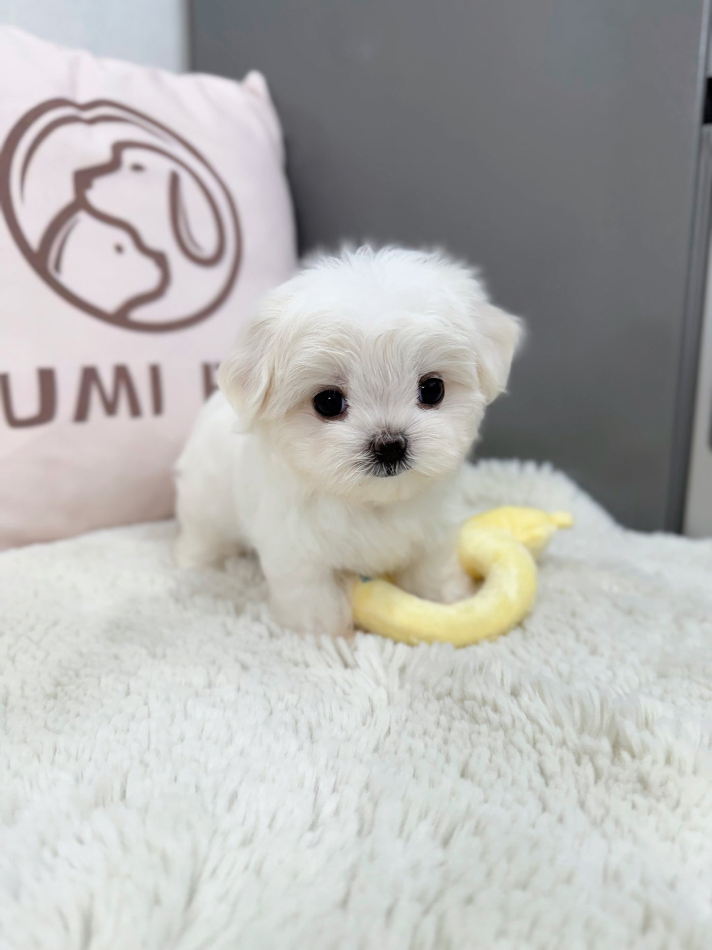 Maltese-Nina