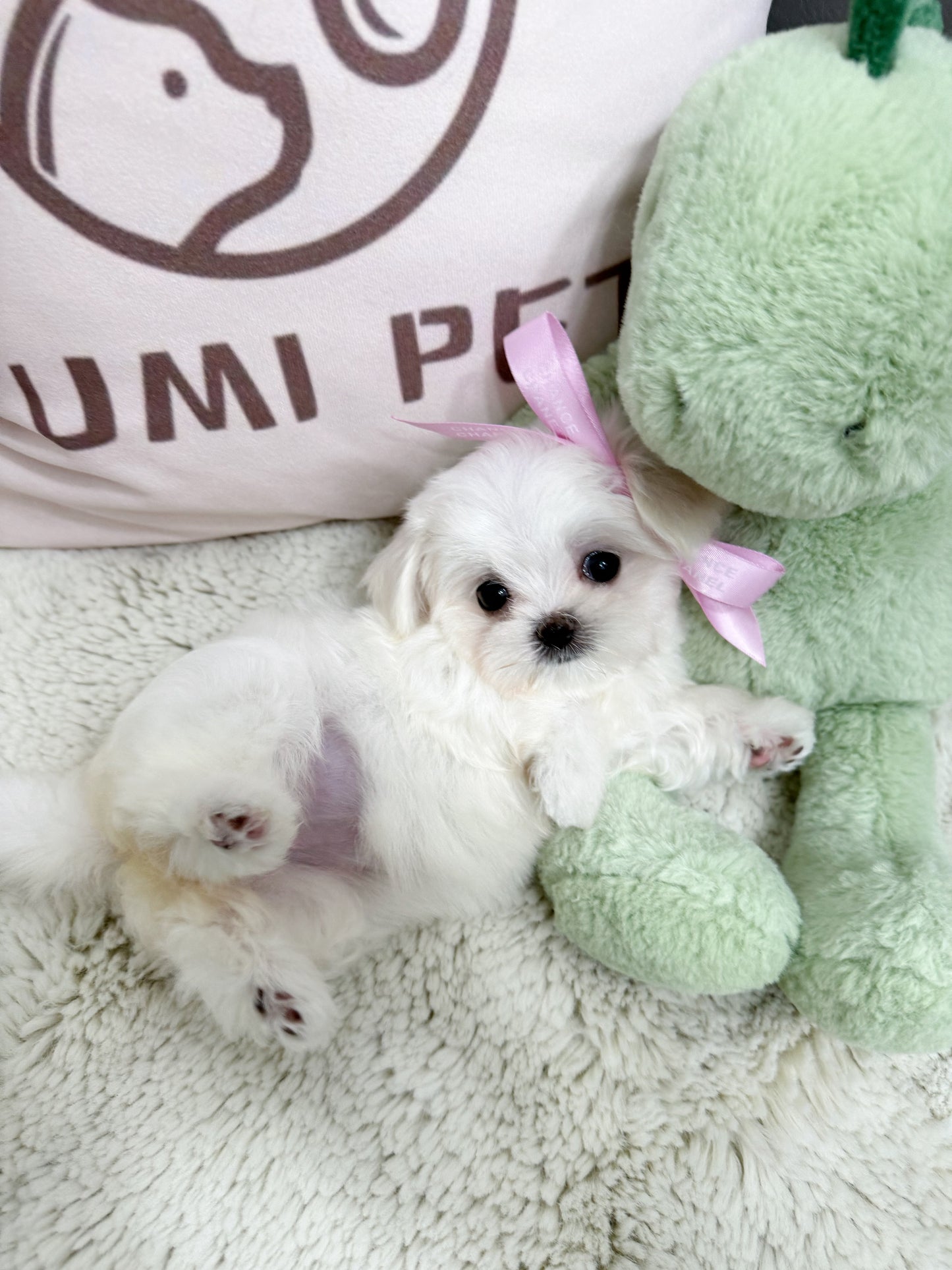 Maltese-Tofu