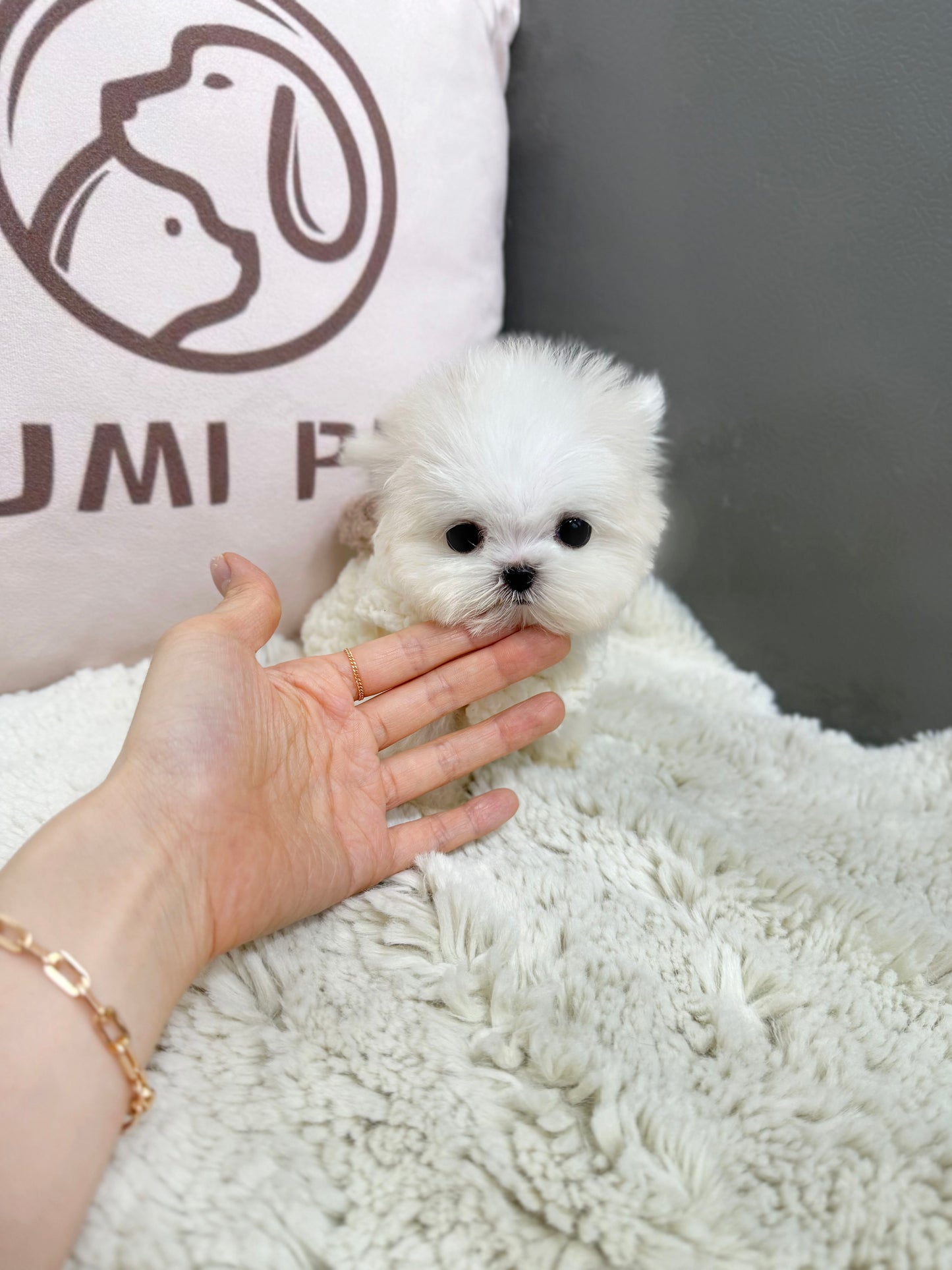 Maltese-Luna