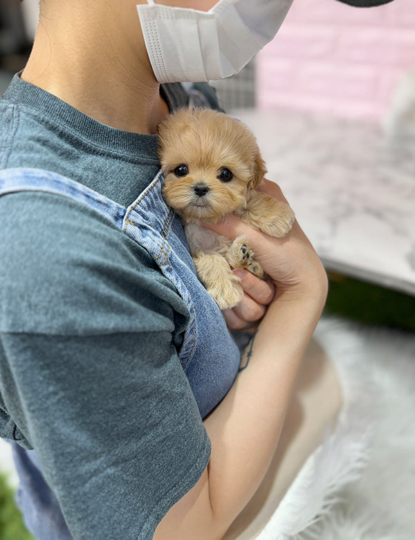Maltepoo-Riri