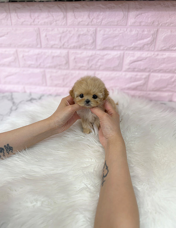 Maltepoo-Riri