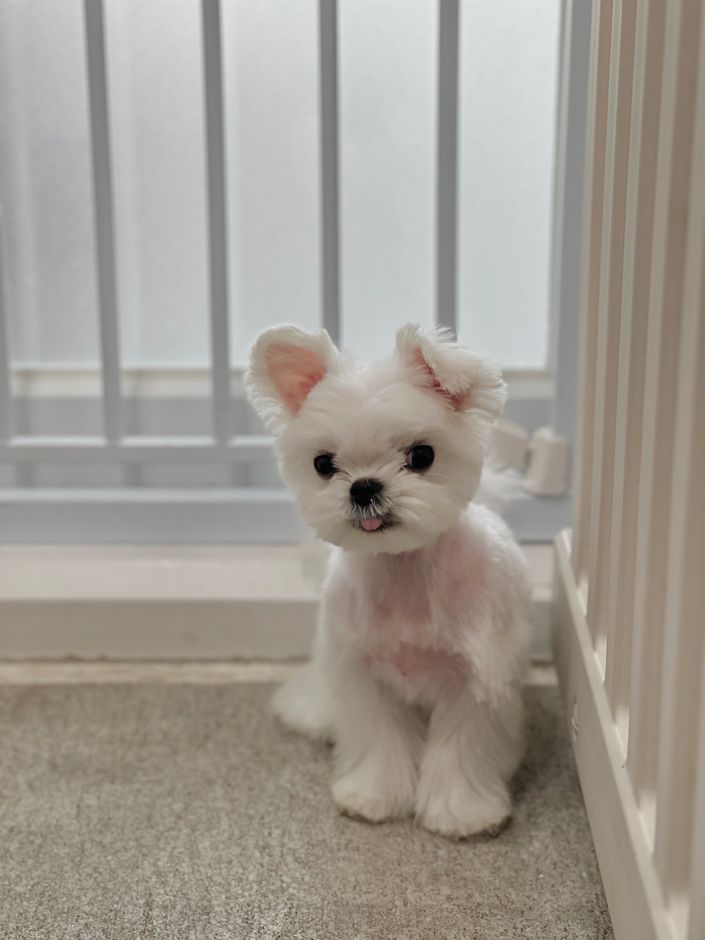 Maltese-Kara