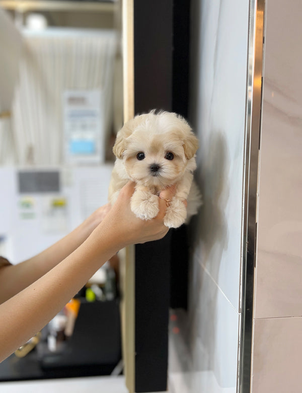 Maltipoo F -Shu