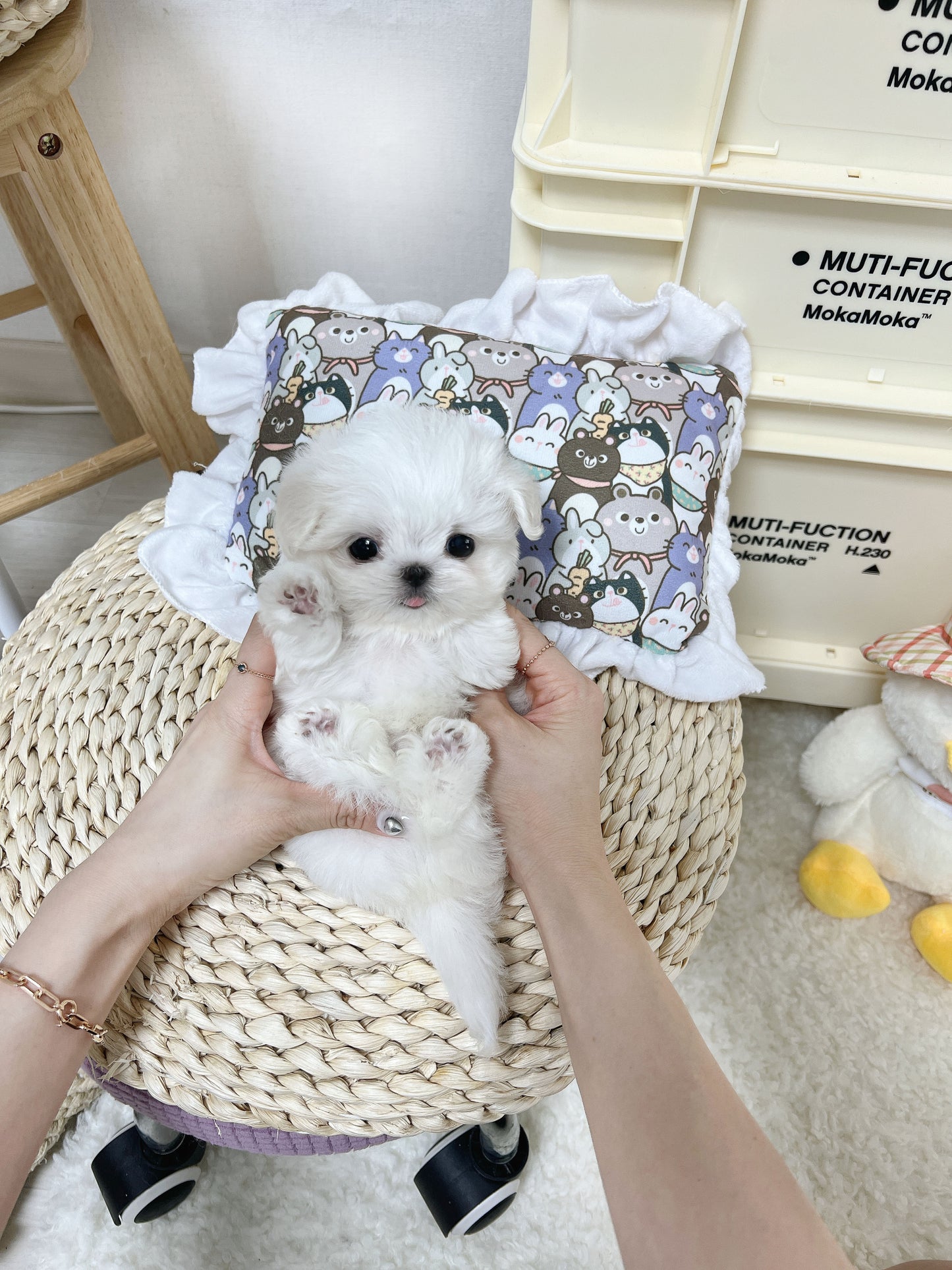 Maltese-Mason