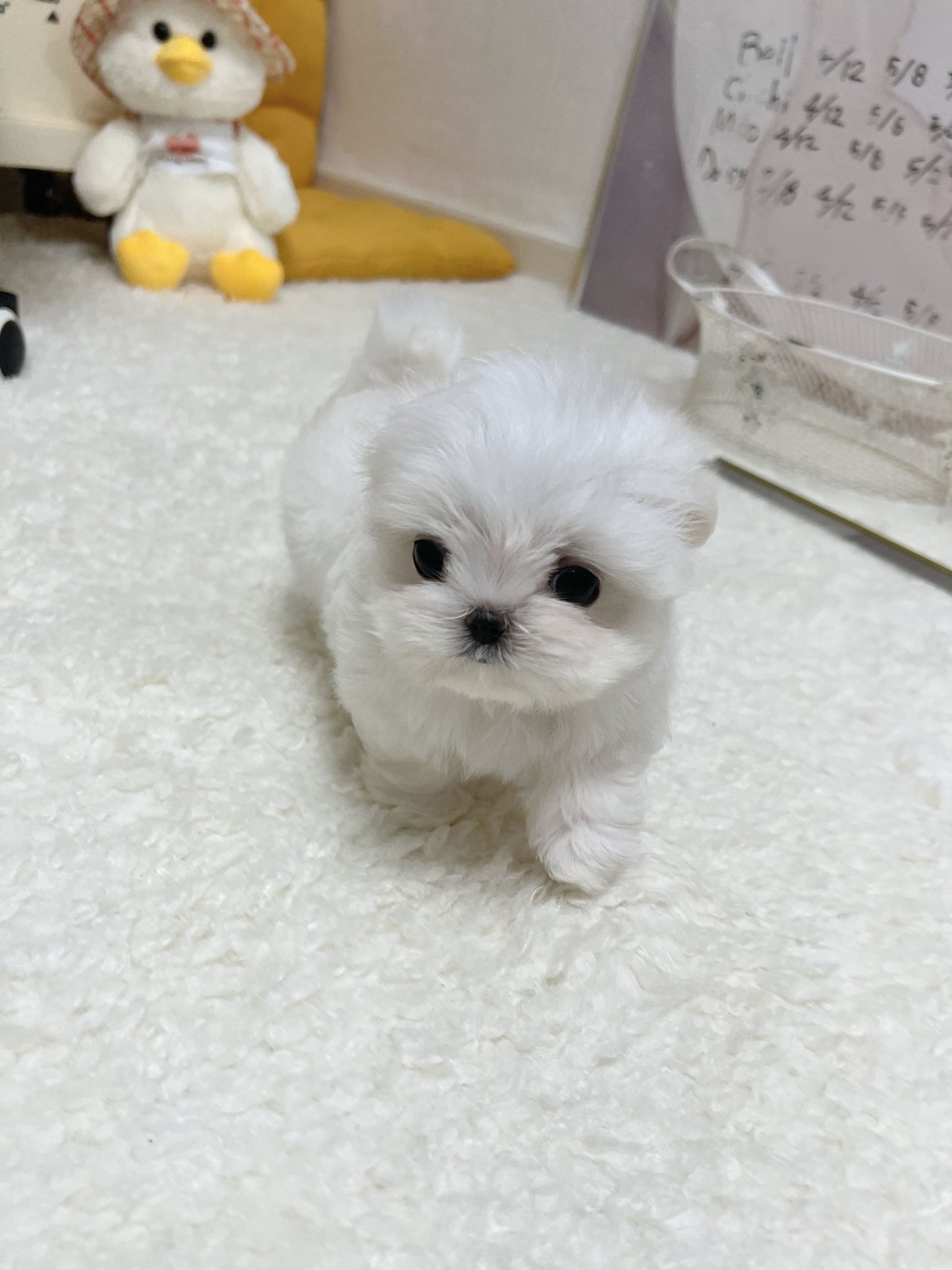 Maltese-Mason
