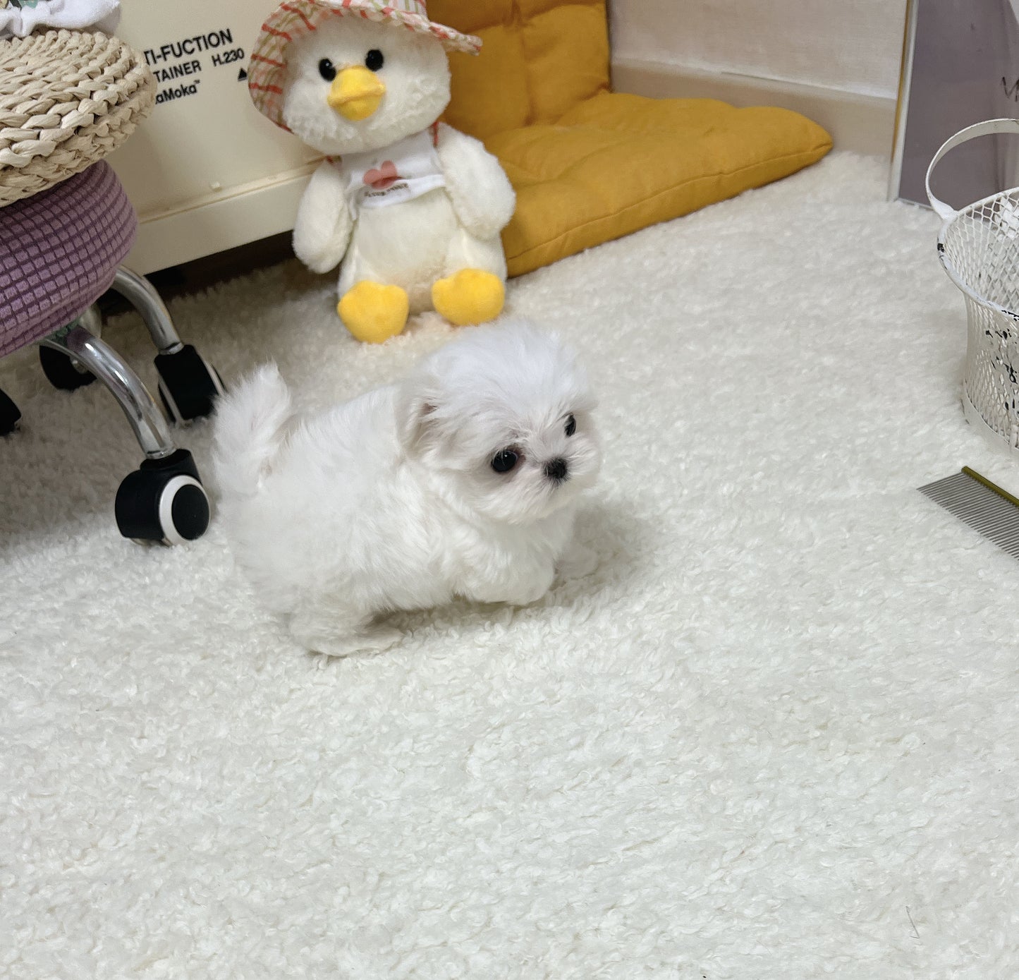 Maltese-Mason