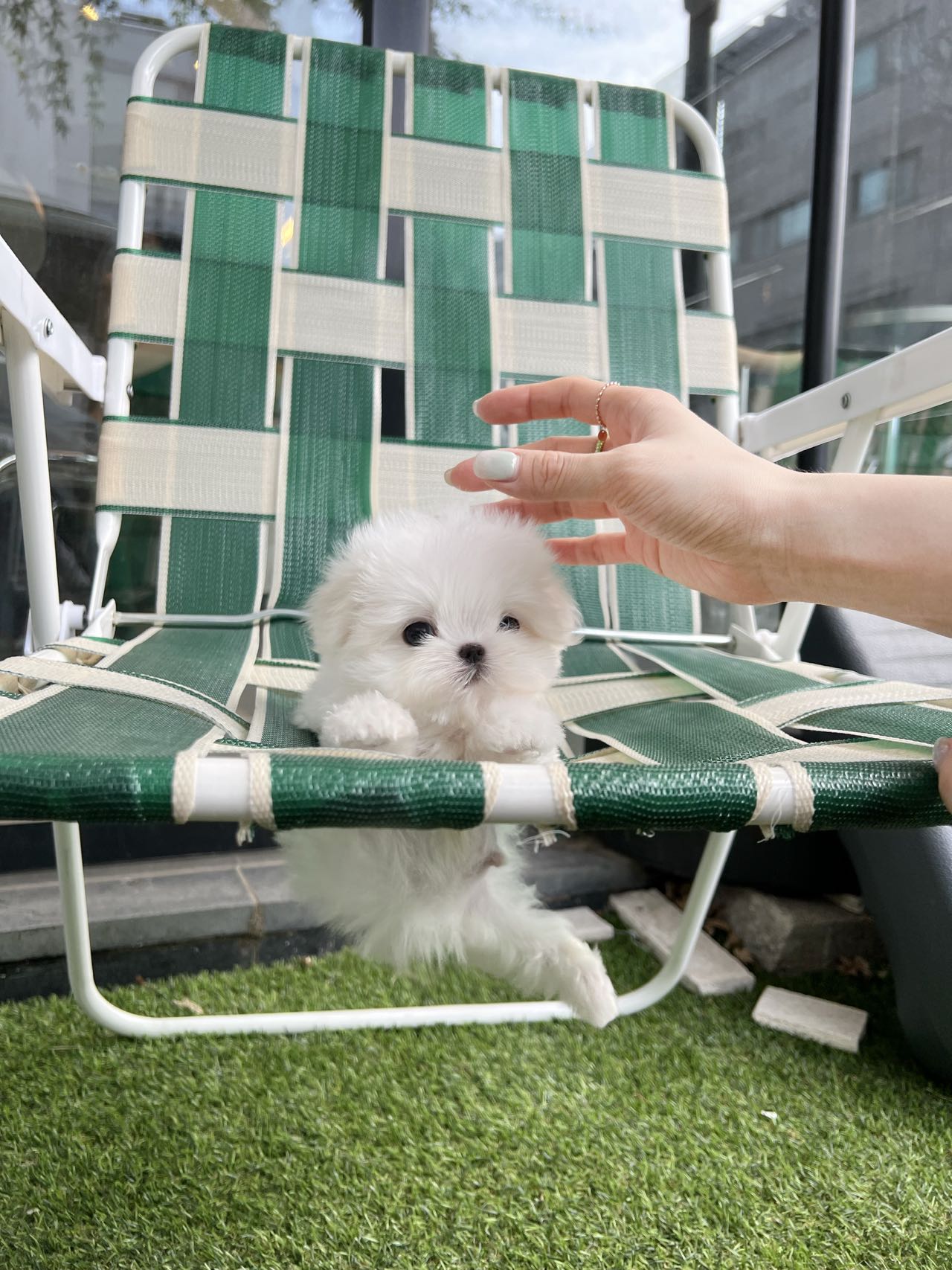 Maltese-Henry