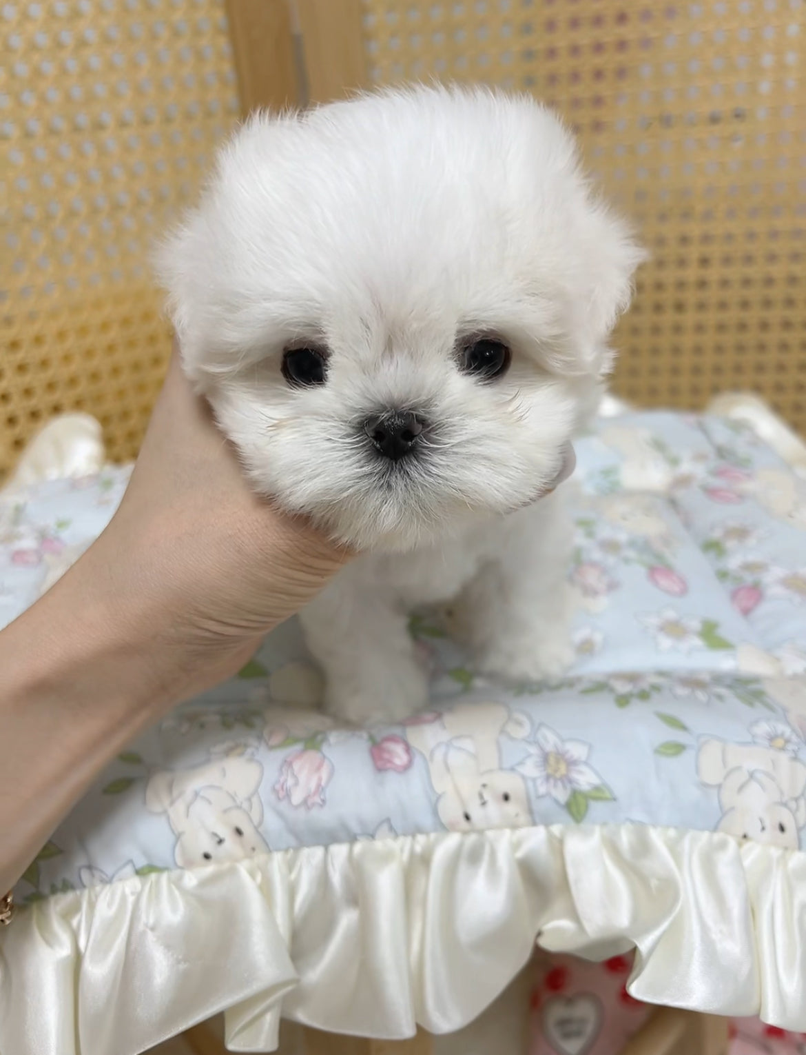 Maltese-Mimi