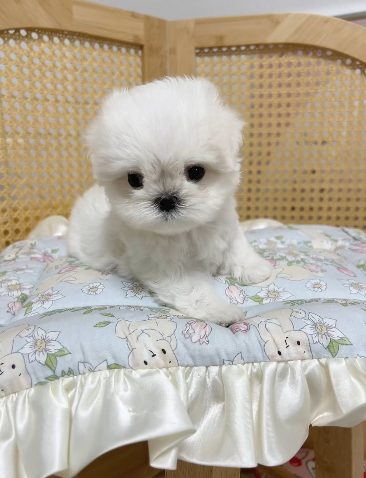 Maltese-Mimi