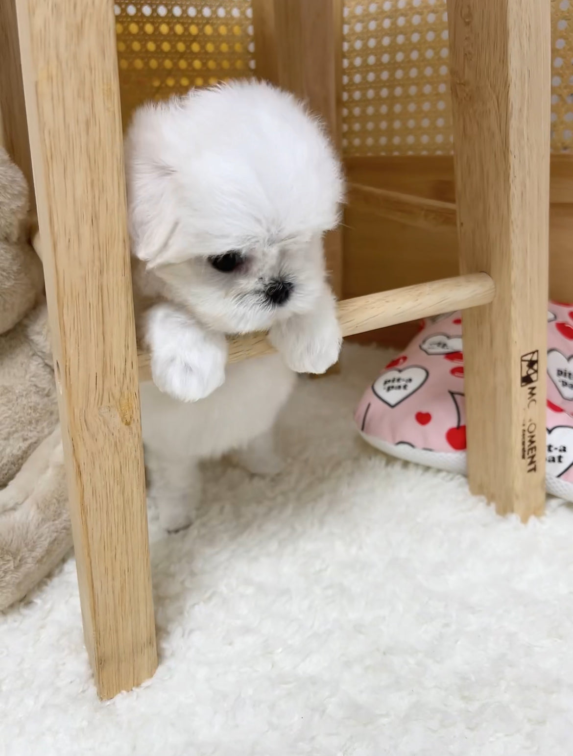 Maltese-Mimi