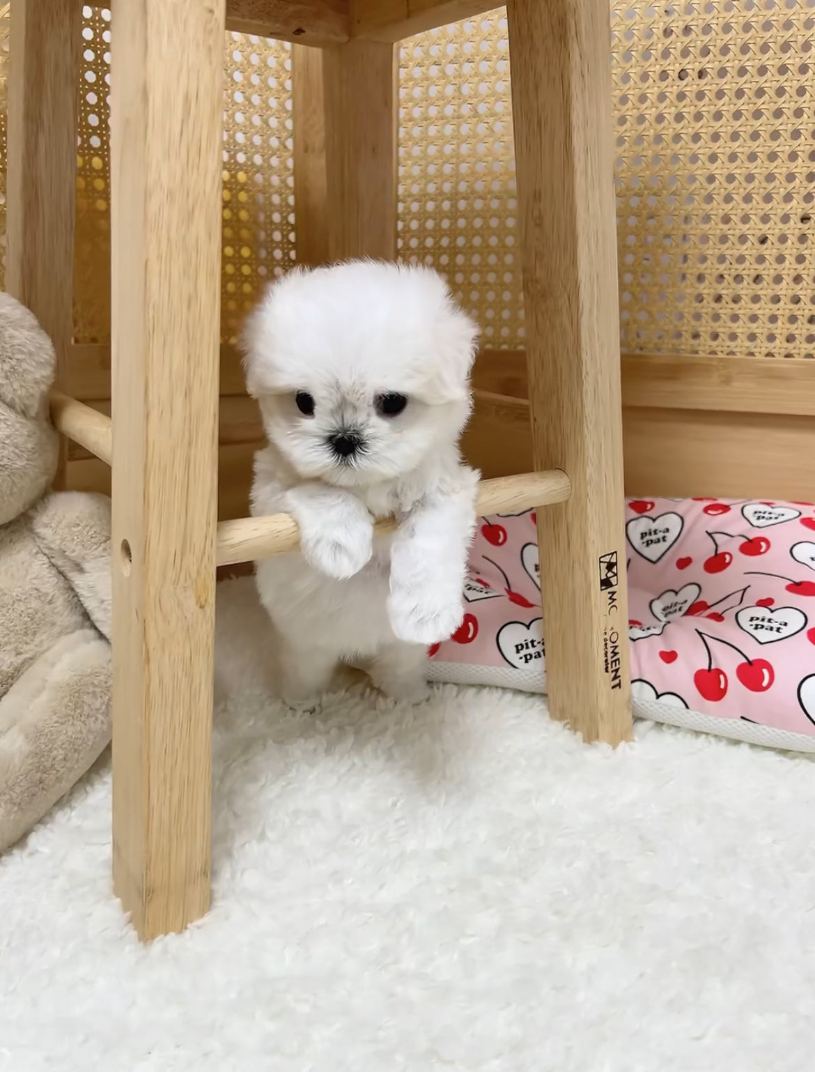 Maltese-Mimi