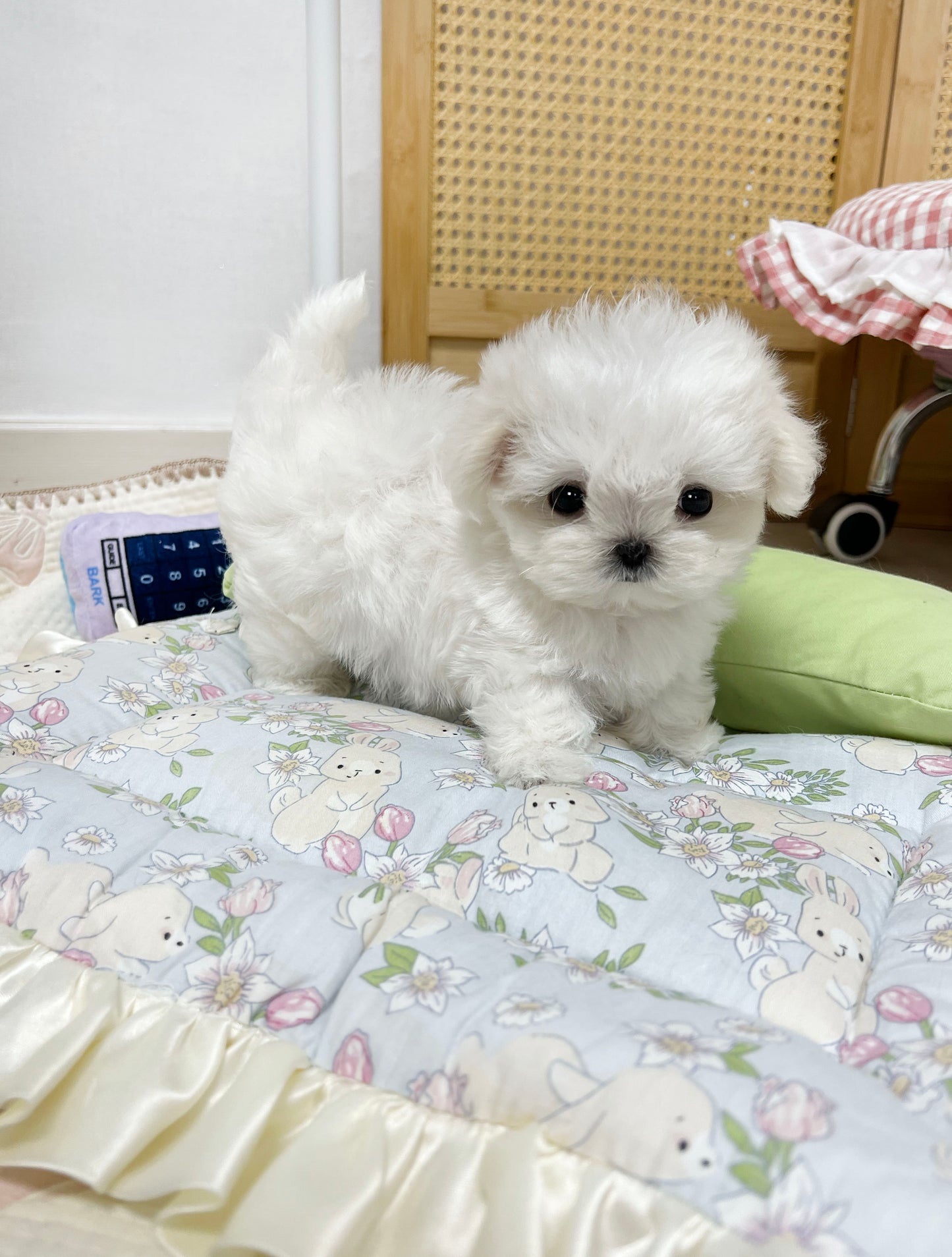 Maltese-Bently