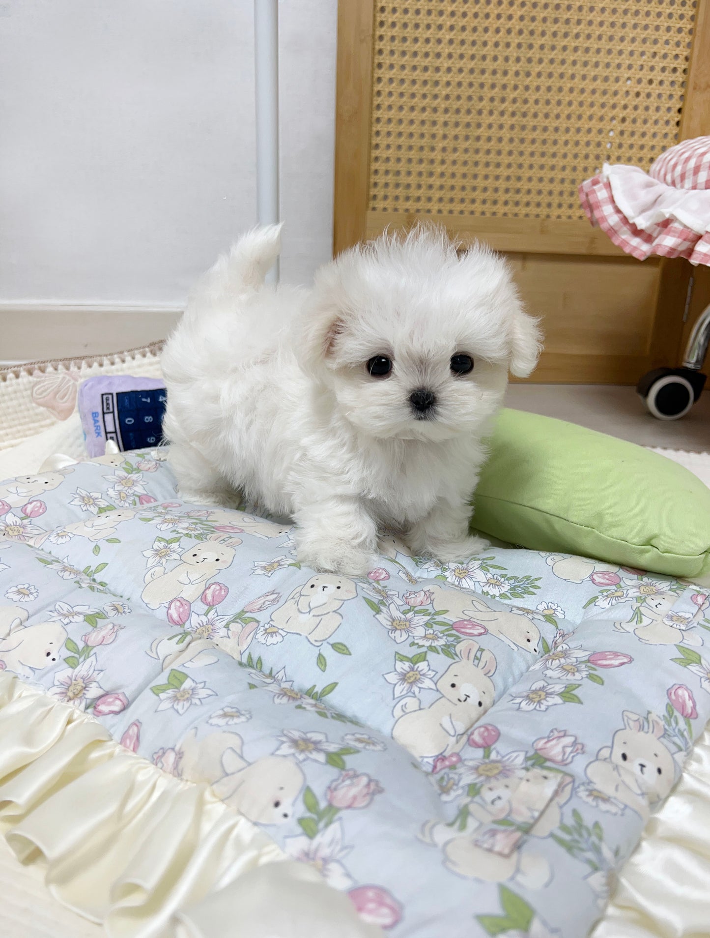 Maltese-Bently