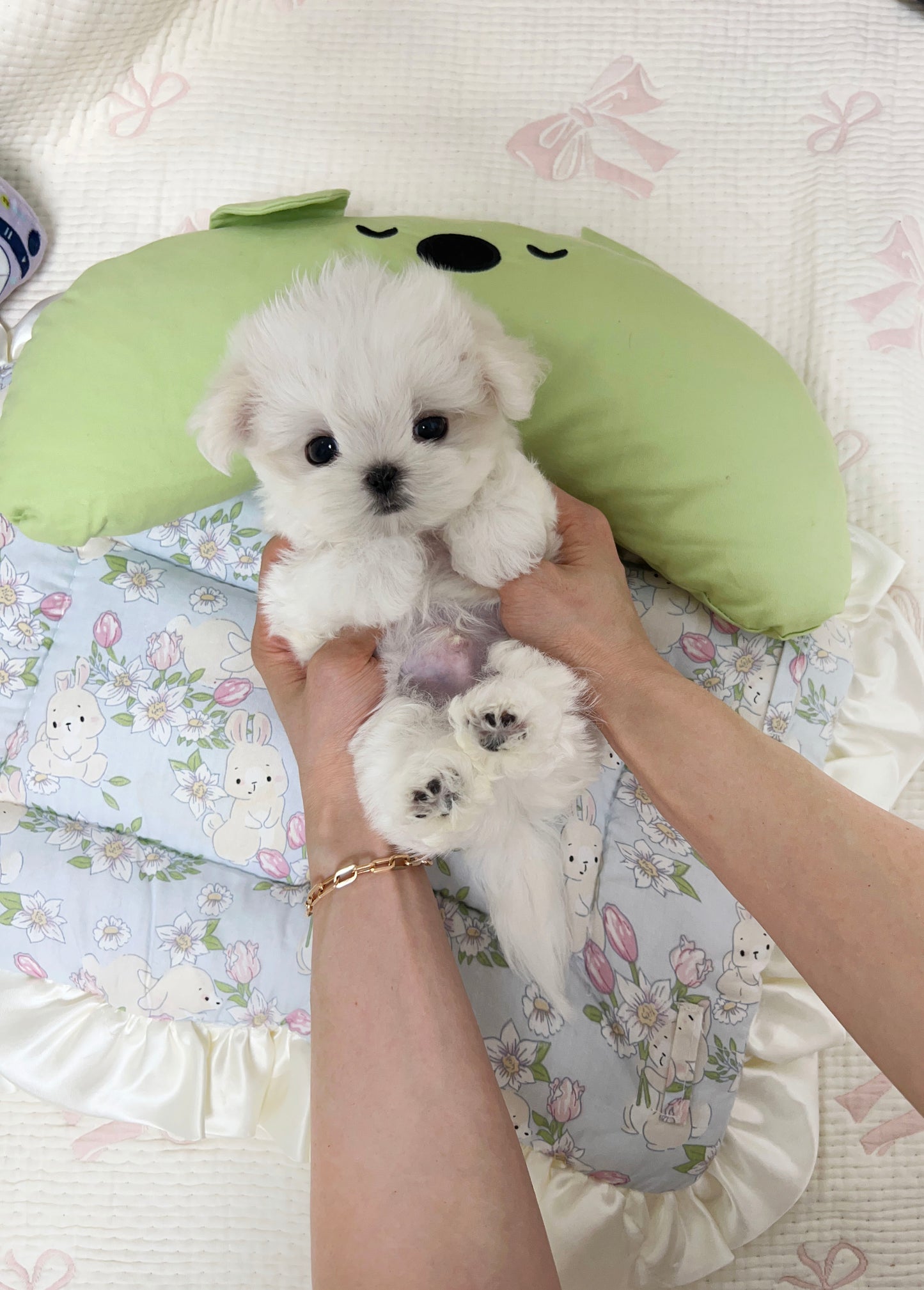 Maltese-Bently