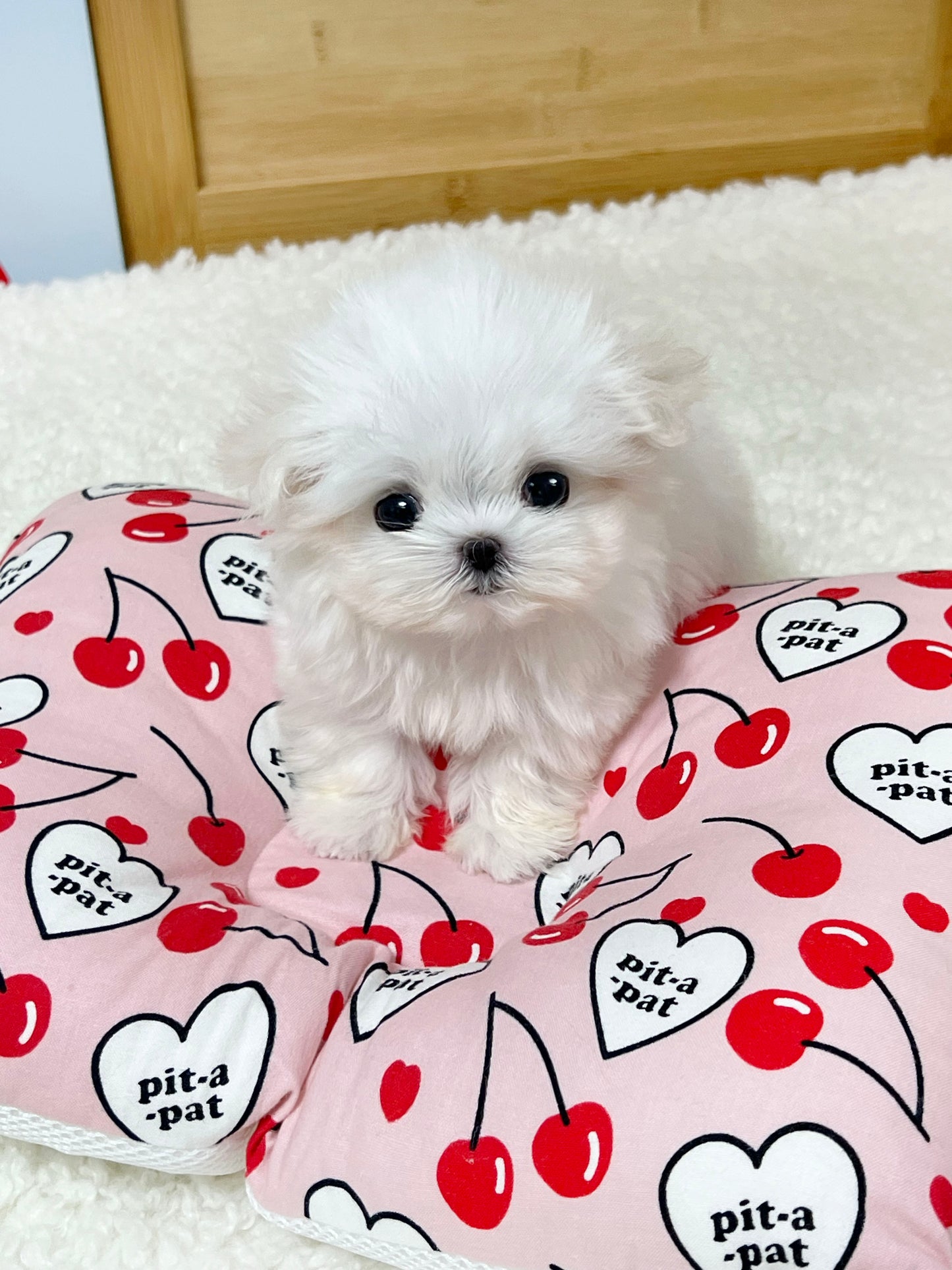 Maltese-Bibi
