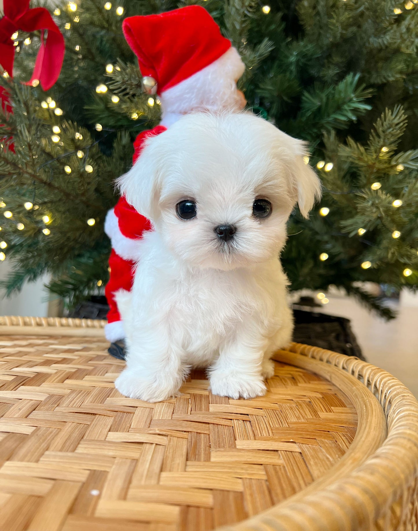 Maltese-Timo