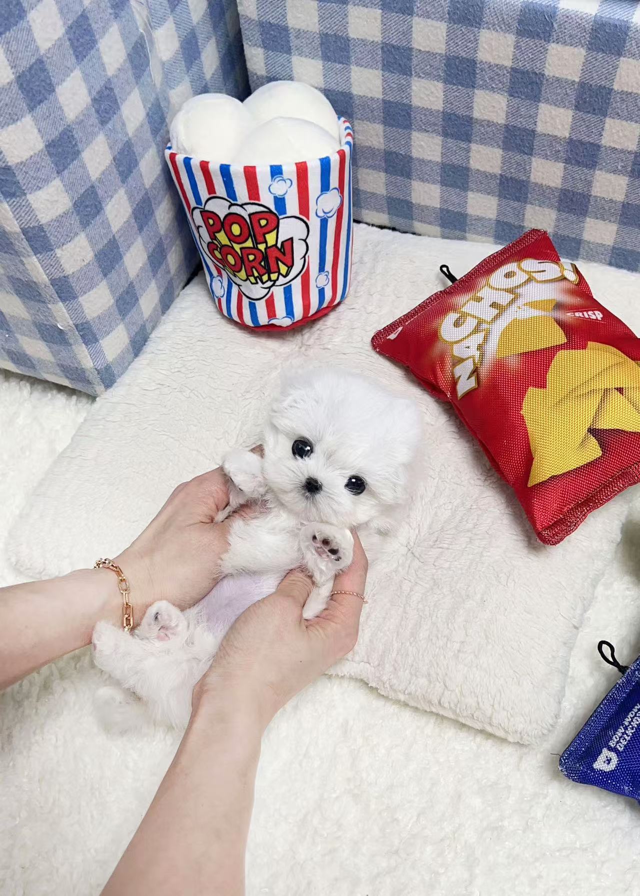 Maltese-Rosie