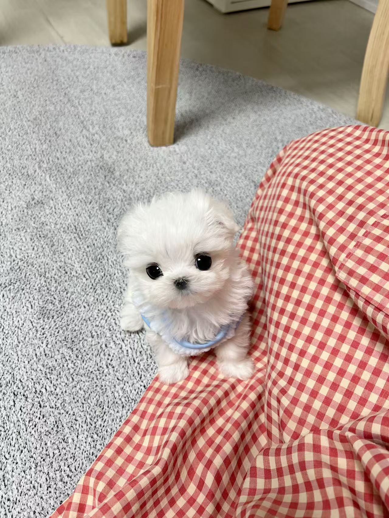 Maltese-Rosie
