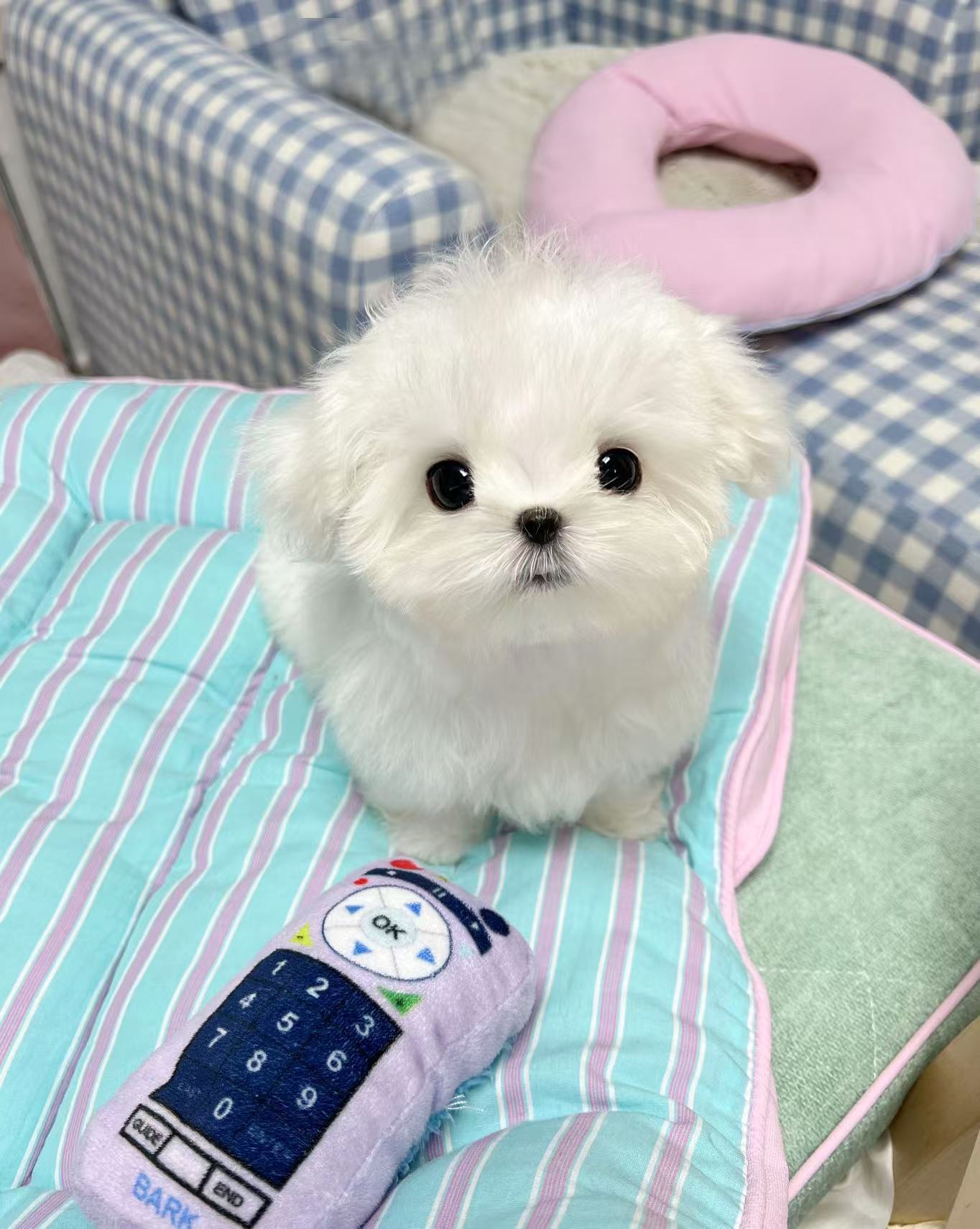 Maltese-Robin