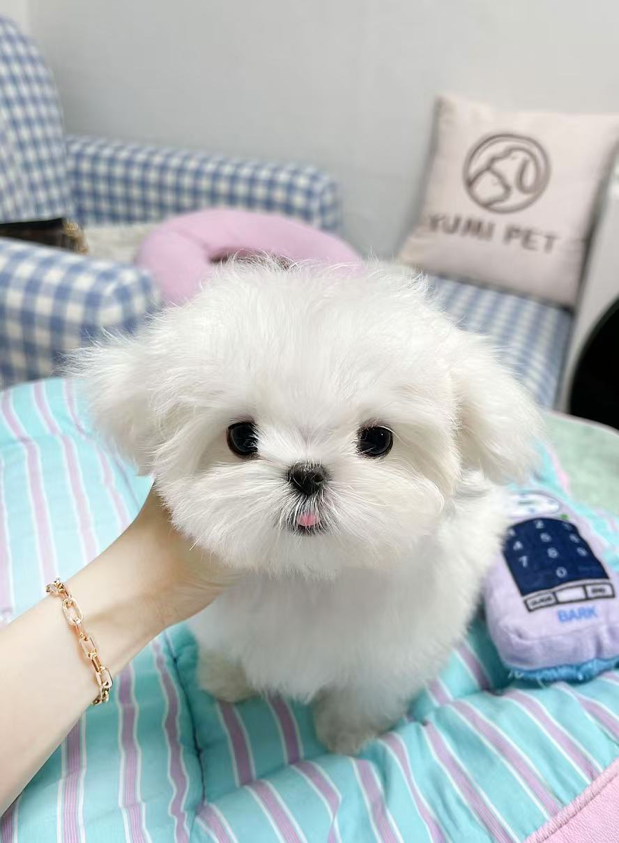 Maltese-Robin