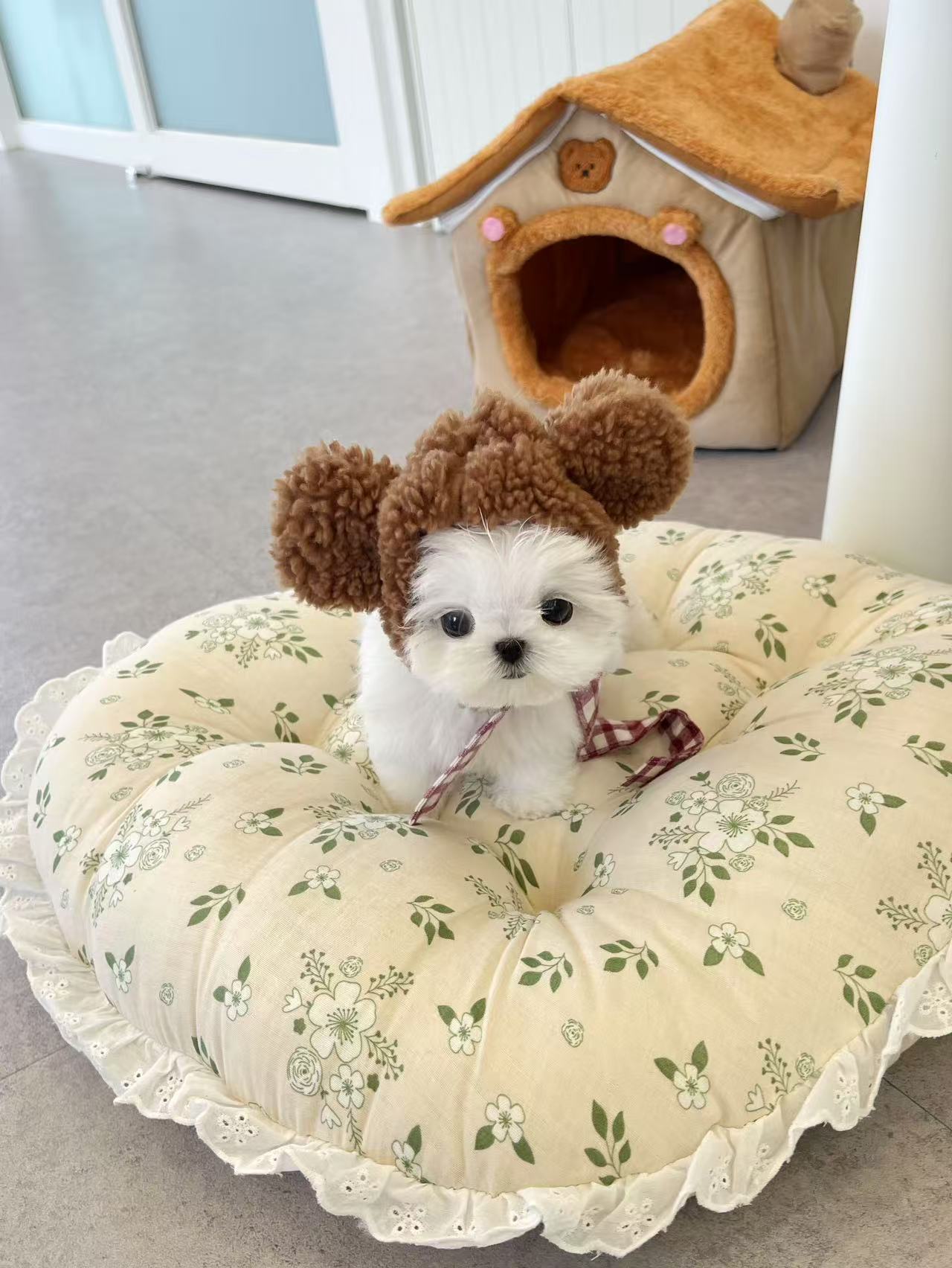 Maltese-Xixi