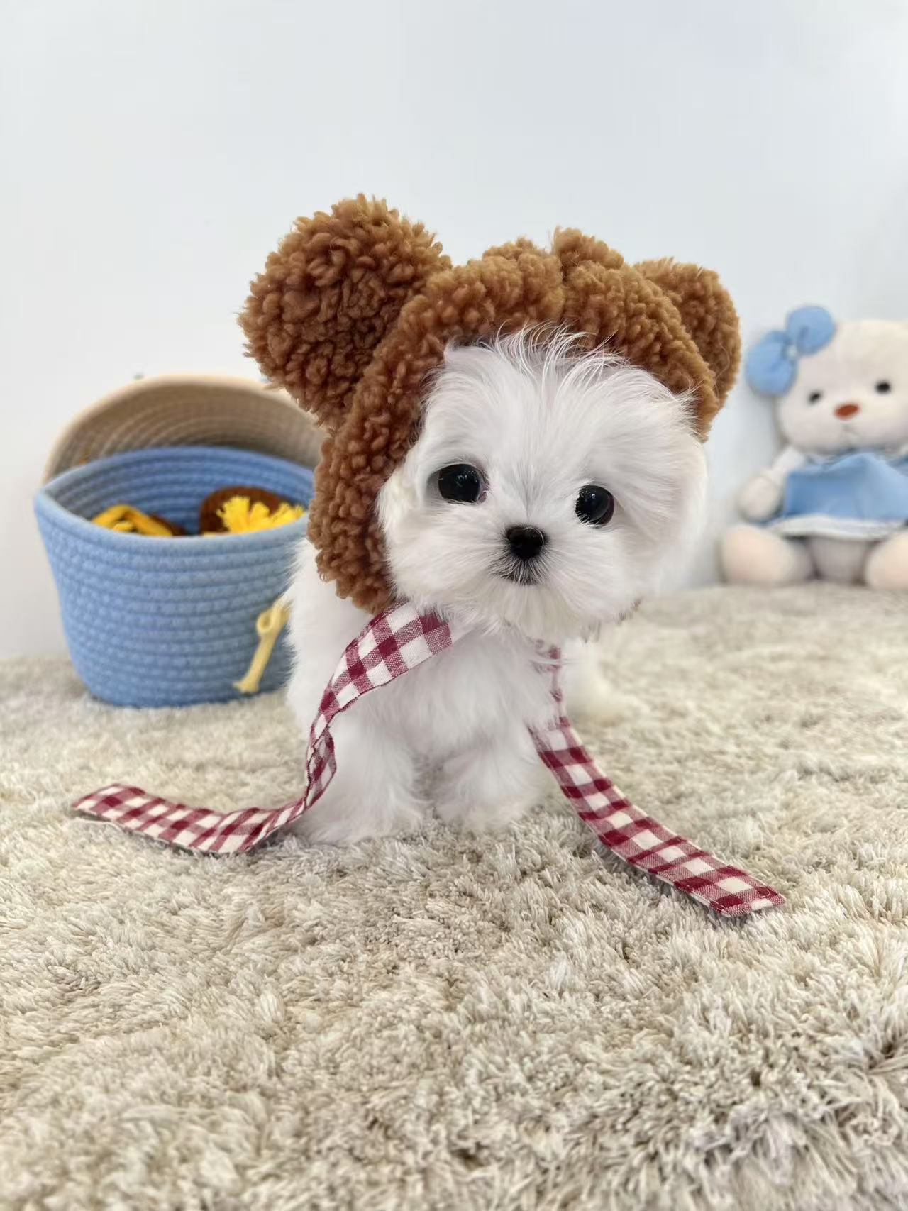 Maltese-Xixi