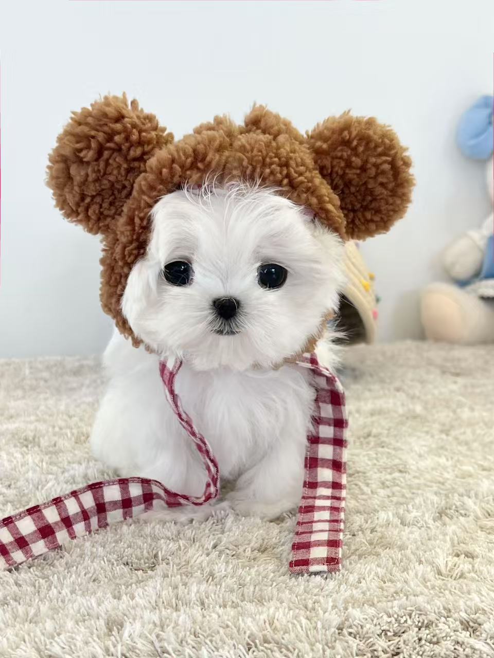Maltese-Xixi
