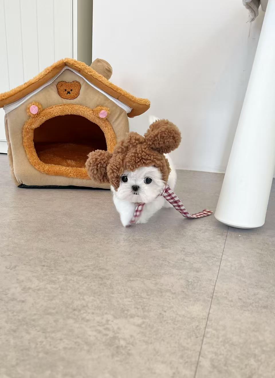 Maltese-Xixi