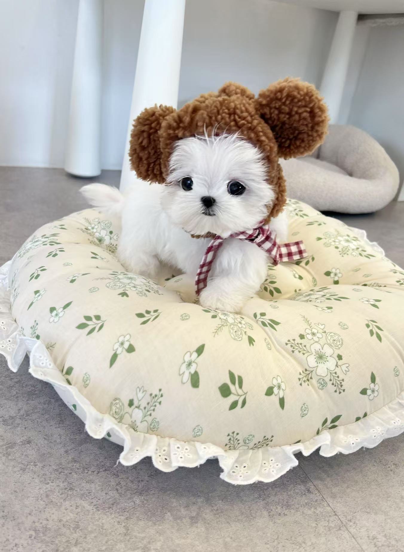 Maltese-Xixi