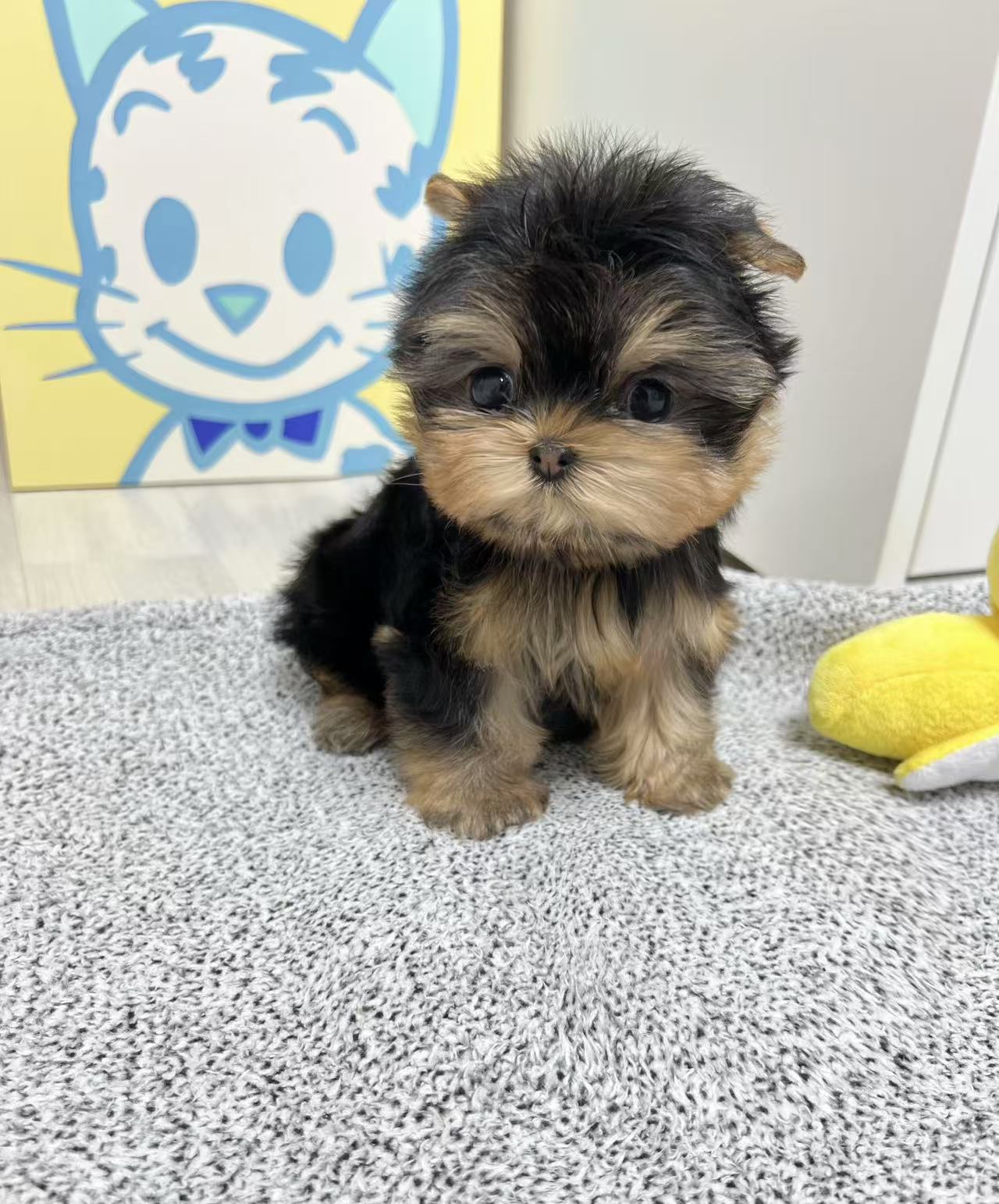 Yorkie-Bella