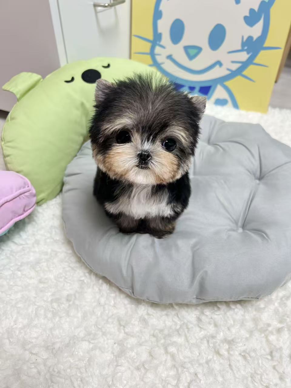 Morkie-Tory