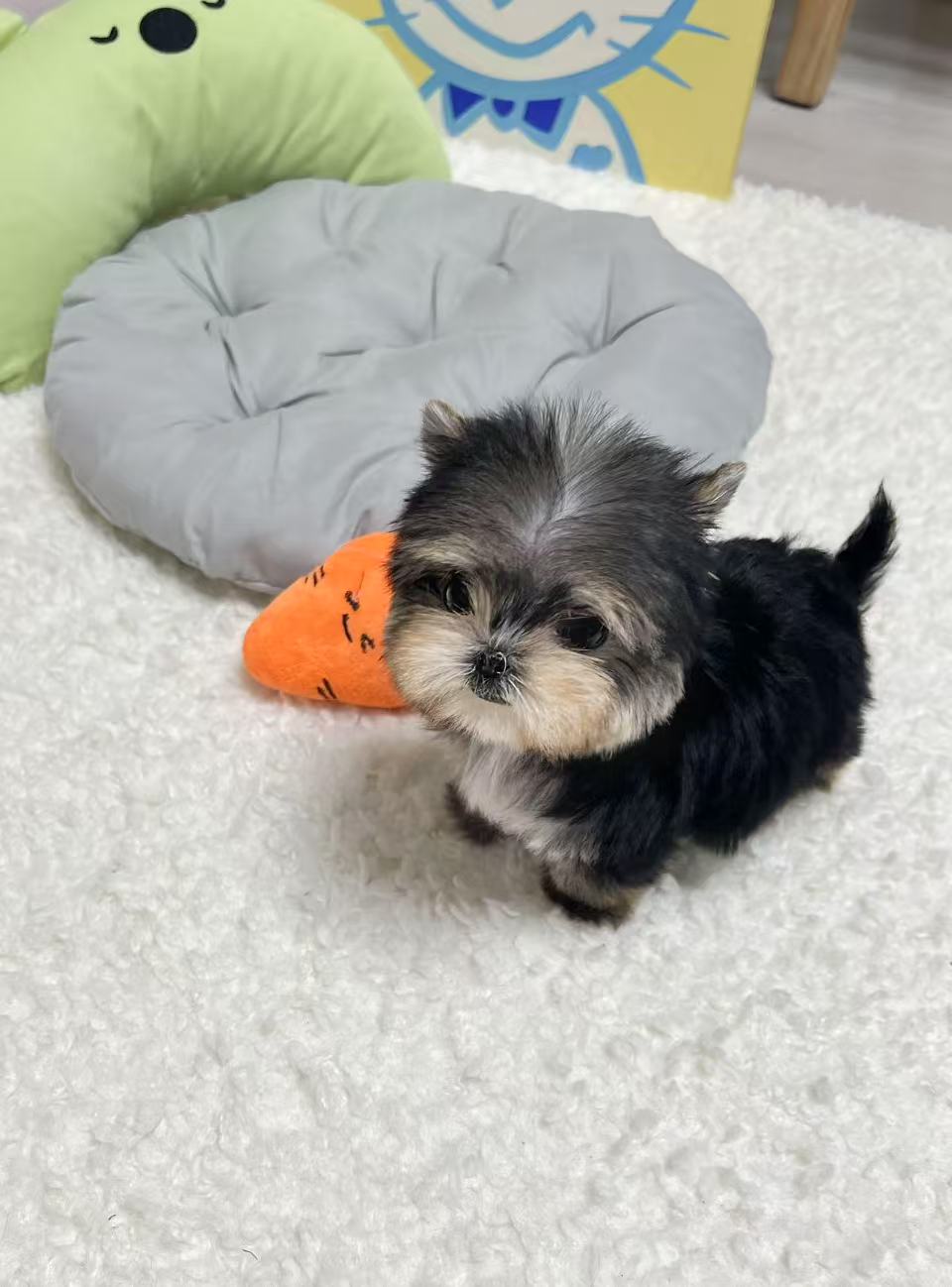 Morkie-Tory