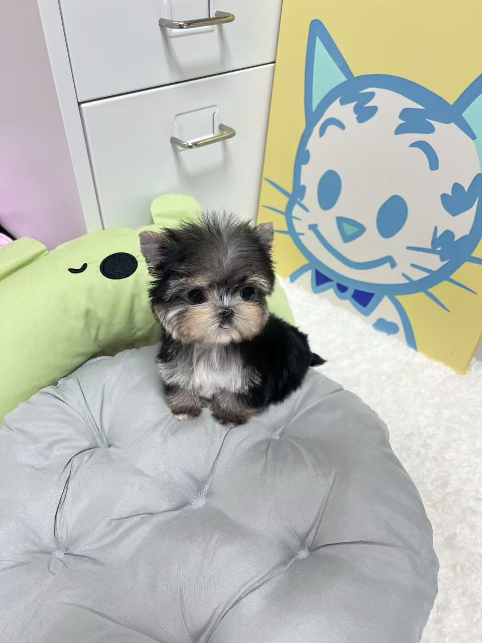 Morkie-Tory