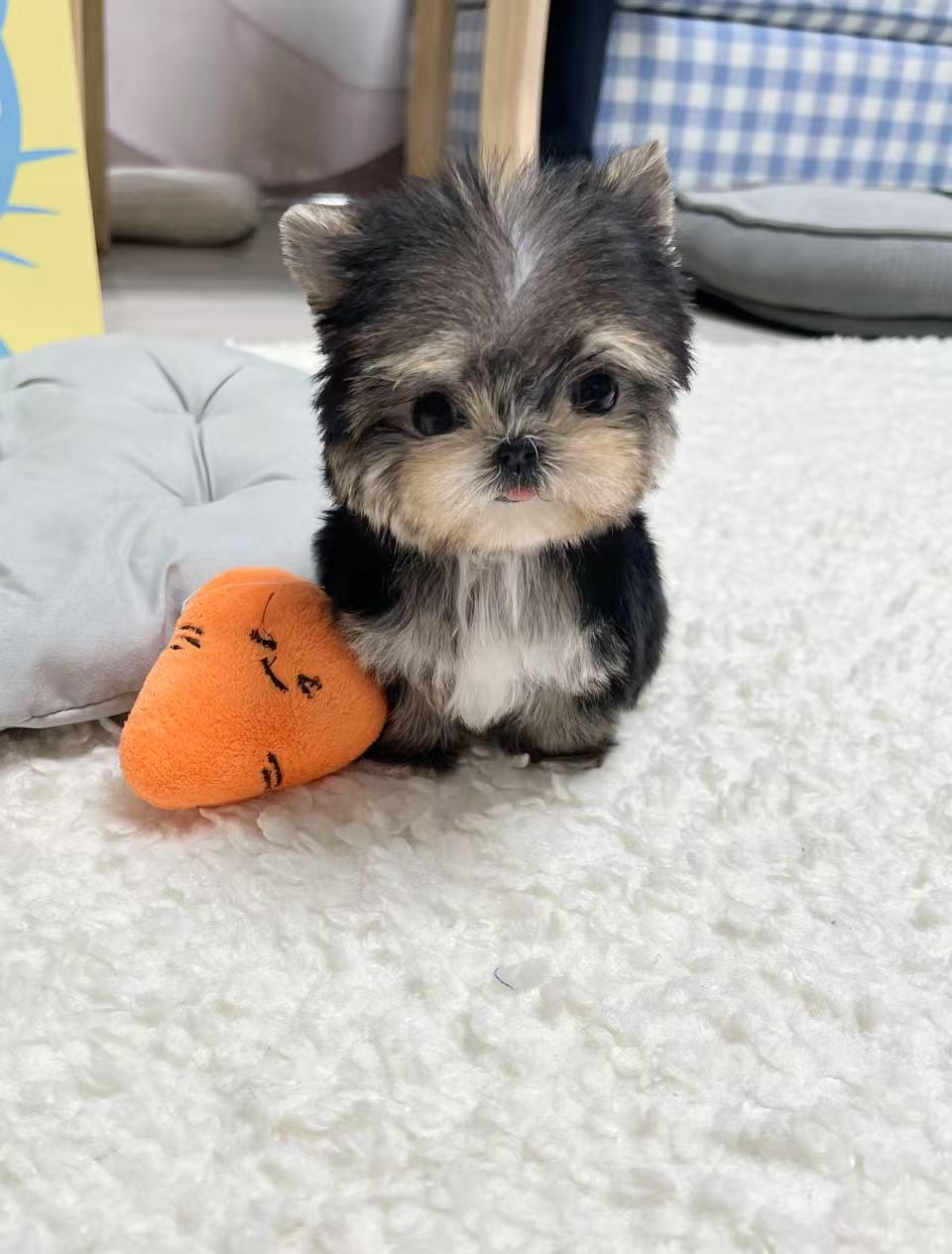 Morkie-Tory