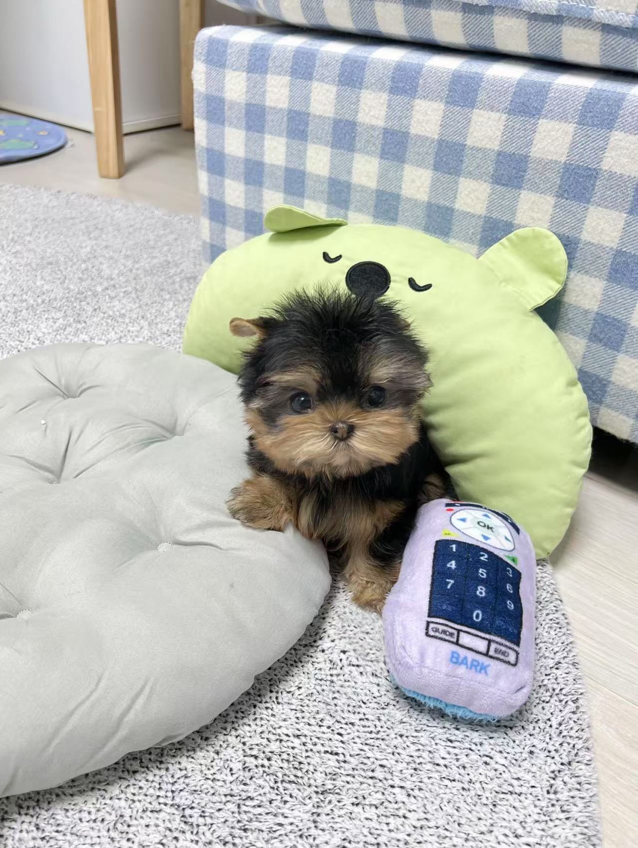 Yorkie-Bella