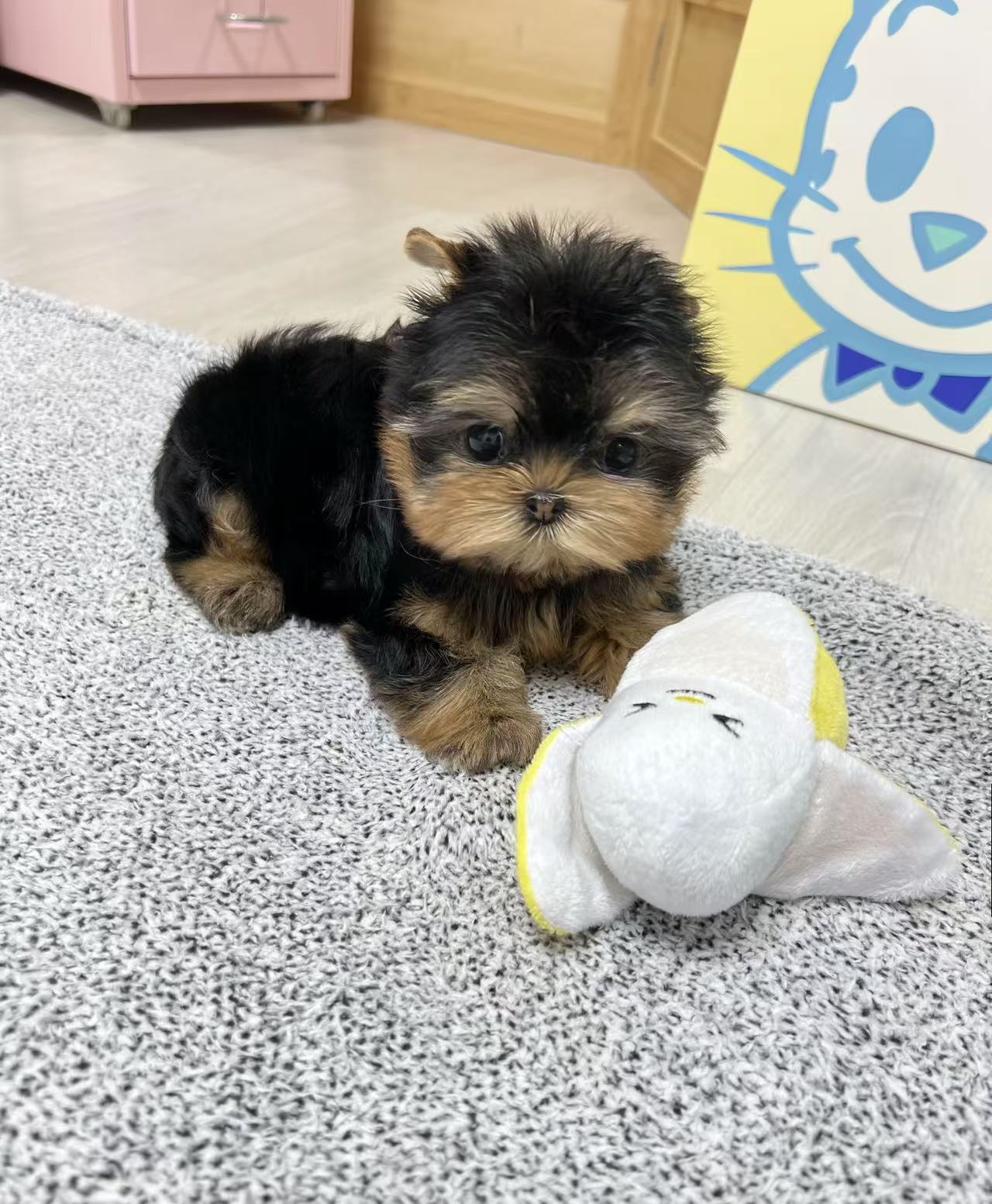 Yorkie-Bella